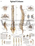 Spinal Column - Anatomical Chart